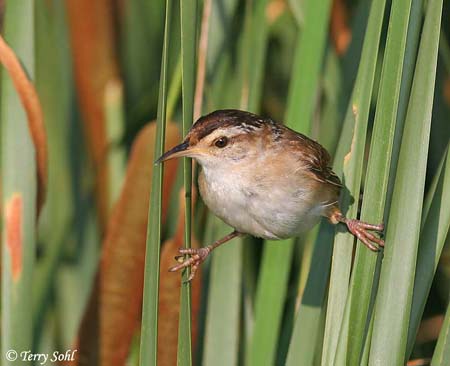 Pretty Marsh wren