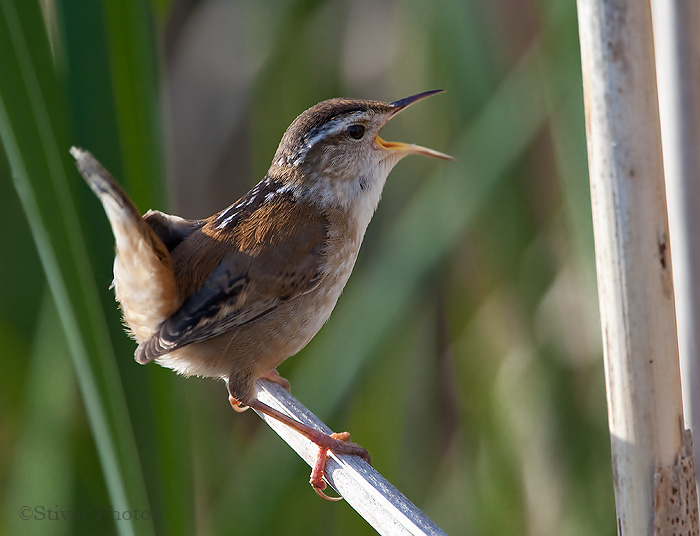 Pretty Marsh wren