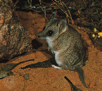 Marsupial