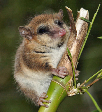 Cool Marsupial
