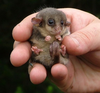 Pretty Marsupial