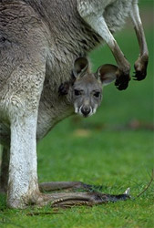 Cute Marsupial