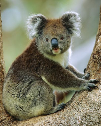 Wallpaper Marsupial