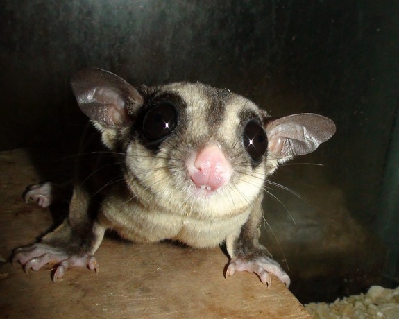 Marsupial wallpaper