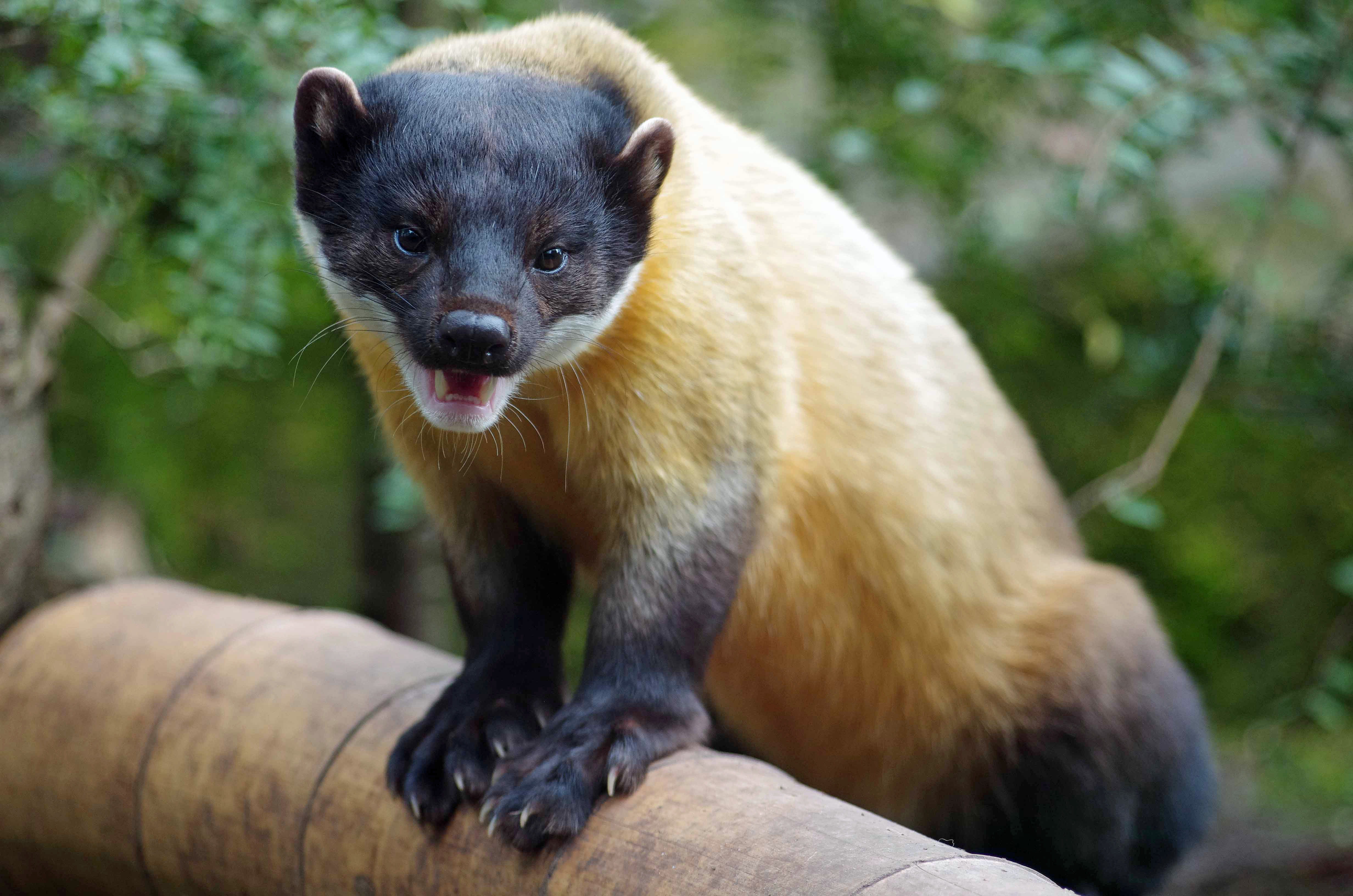 Pretty Marten and Fisher