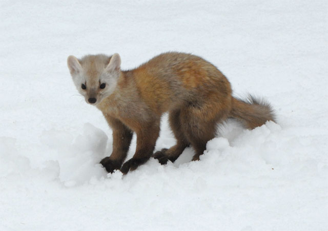 Wallpaper Marten and Fisher
