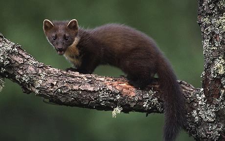 Marten and Fisher wallpaper