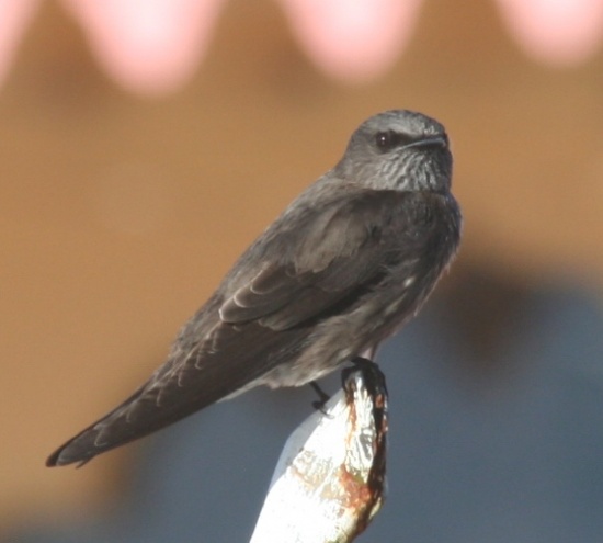 Pretty Mascarene martin