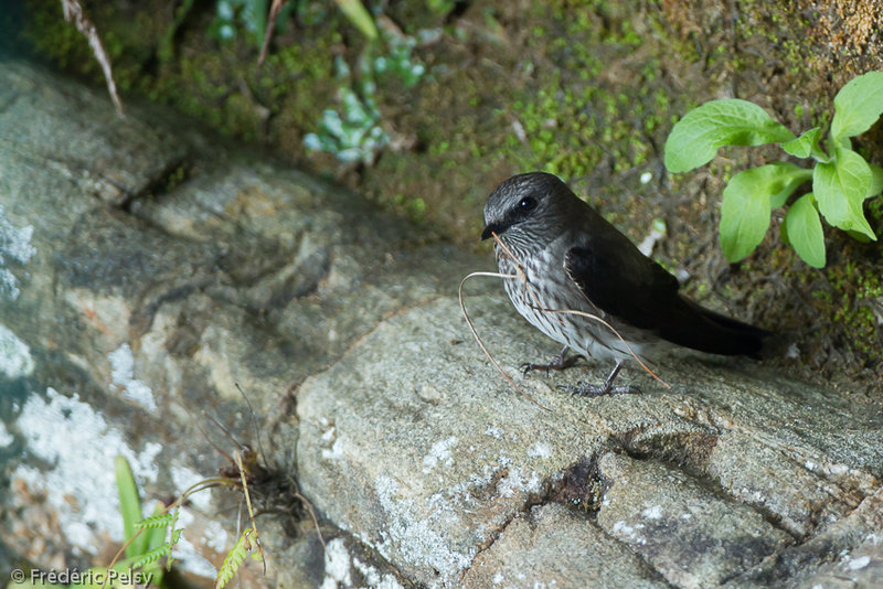 Pretty Mascarene martin