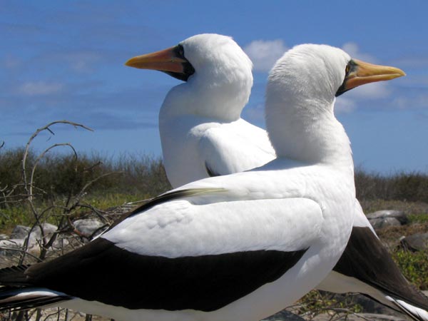 Masked booby