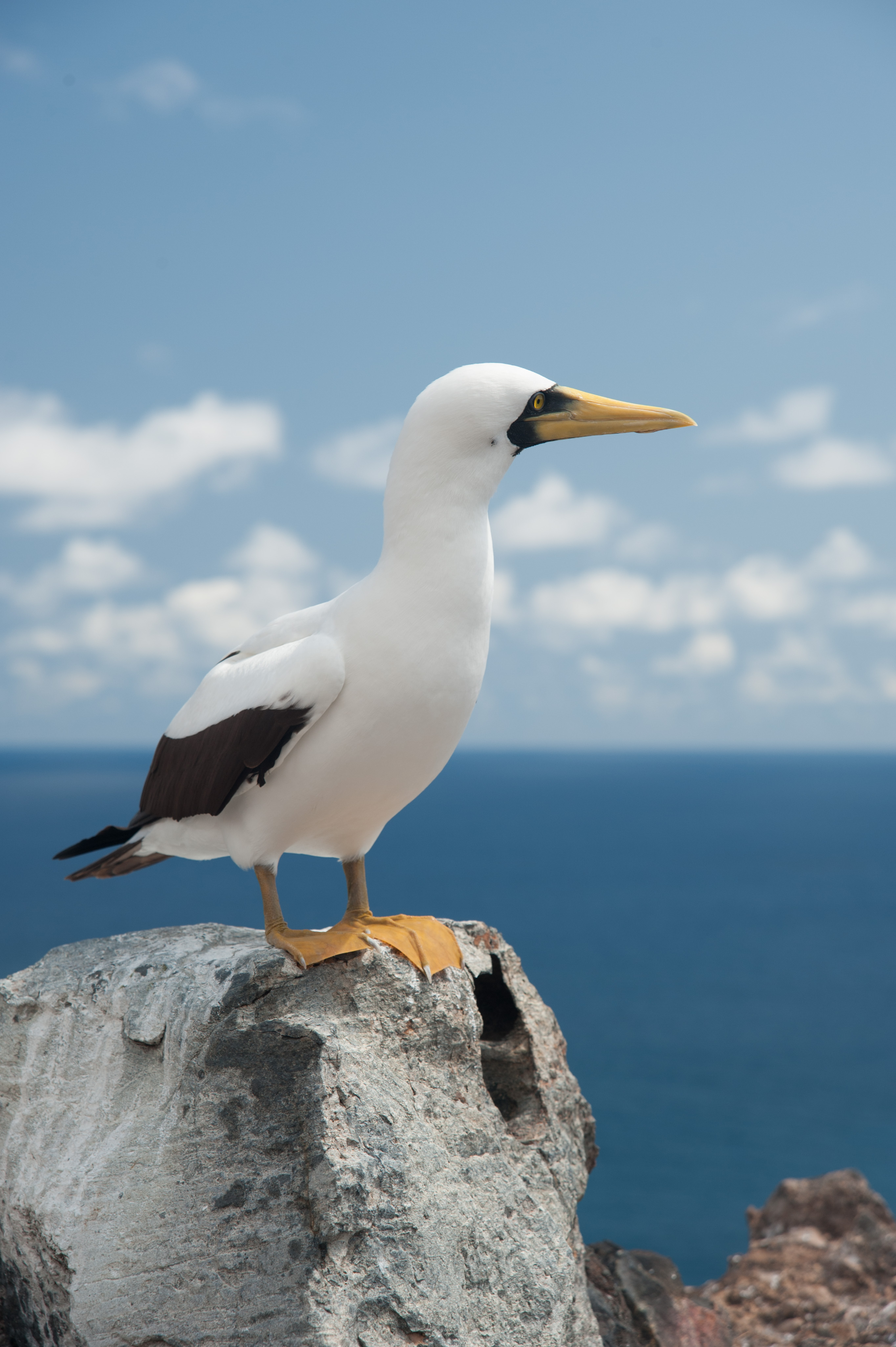Pretty Masked booby