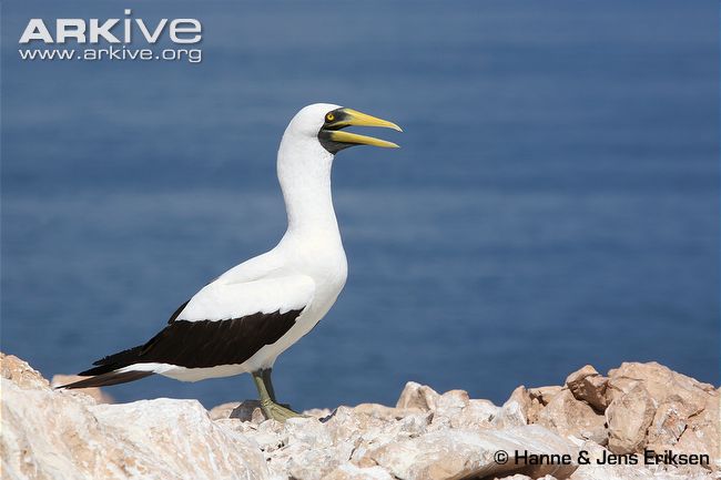 Pretty Masked booby