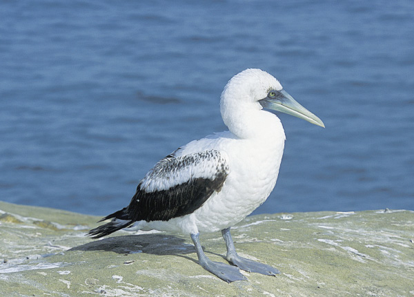 Pretty Masked booby