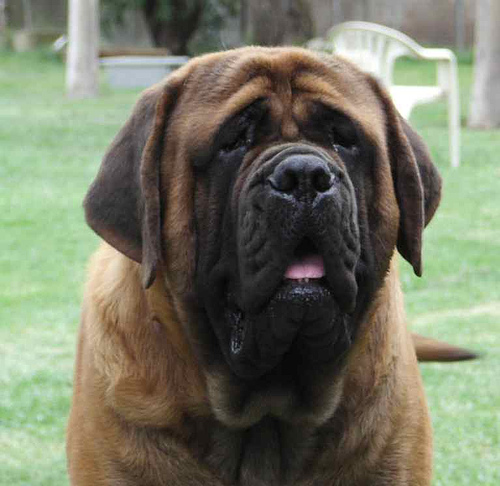 Nice Mastiff - Dog Breed