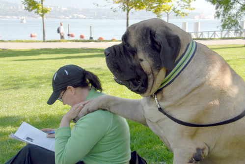 Cool Mastiff - Dog Breed