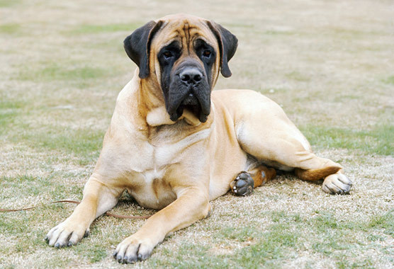 Pretty Mastiff - Dog Breed