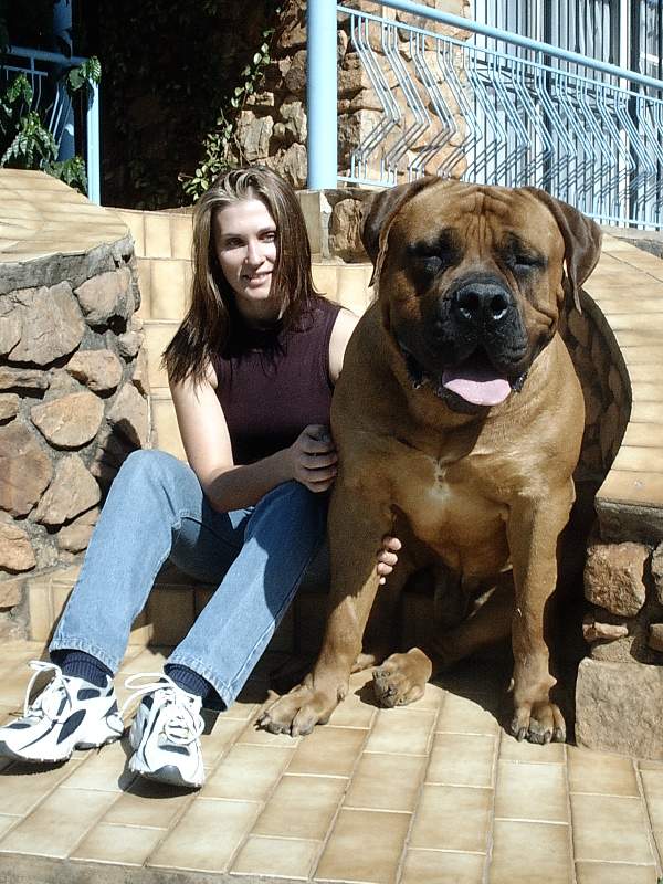 Cute Mastiff - Dog Breed