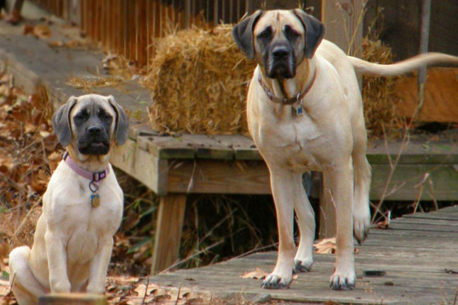 Wallpaper Mastiff - Dog Breed