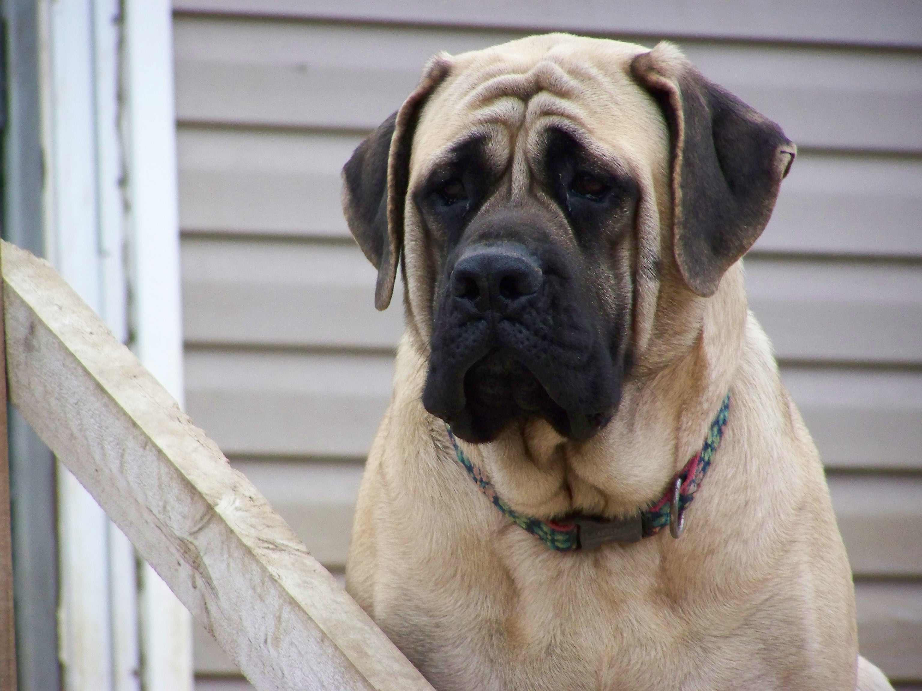 Photo Mastiff - Dog Breed