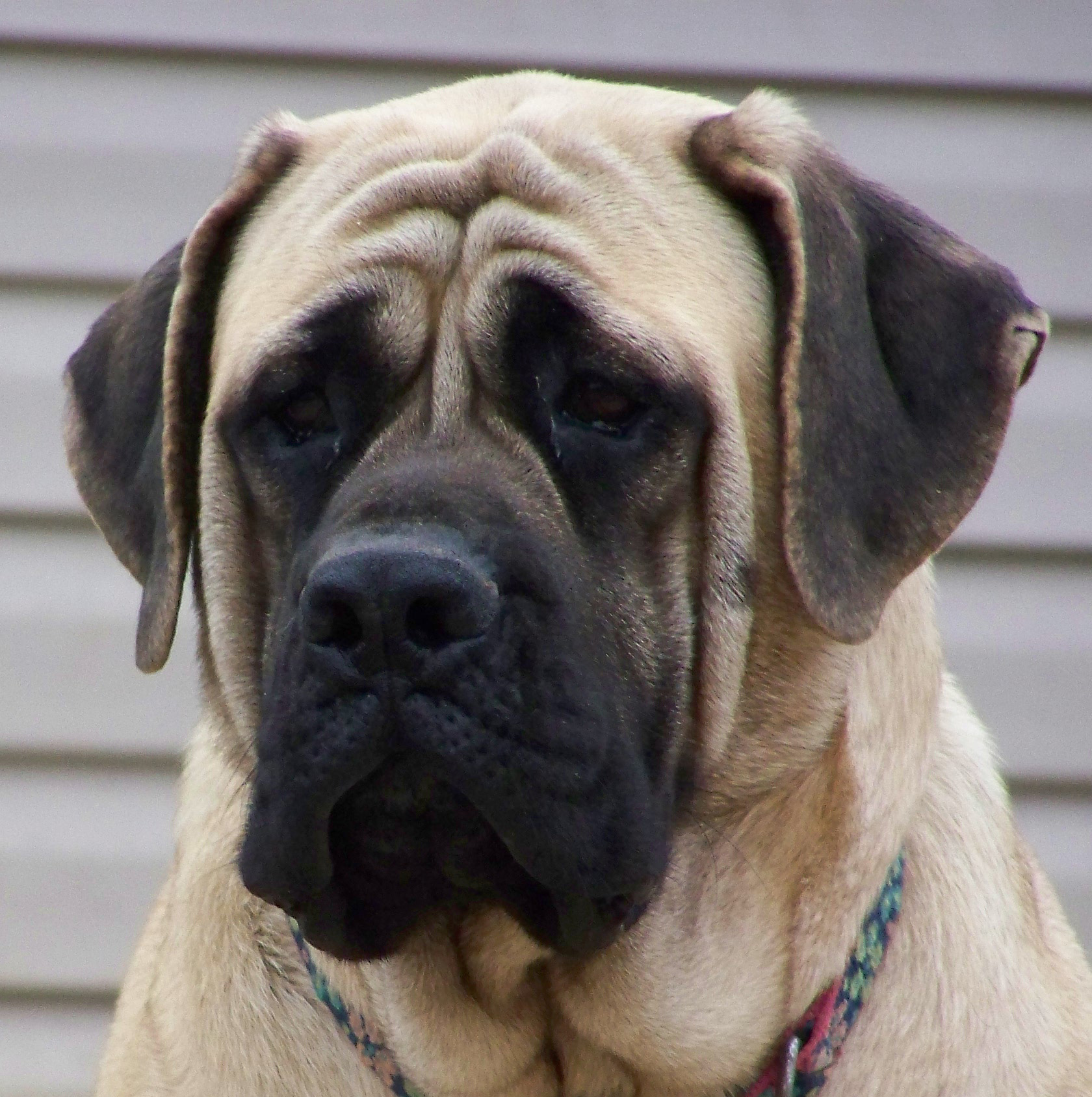Mastiff - Dog Breed wallpaper