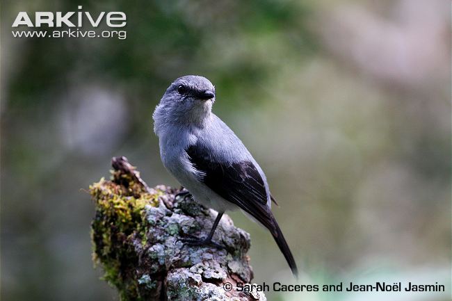 Pretty Mauritius cuckoo-shrike