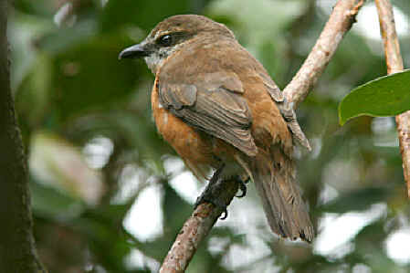 Pretty Mauritius cuckoo-shrike