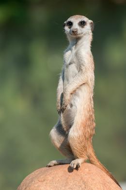 Meerkat