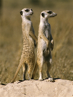 Nice Meerkat