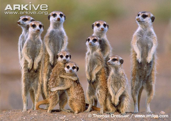 Pretty Meerkat