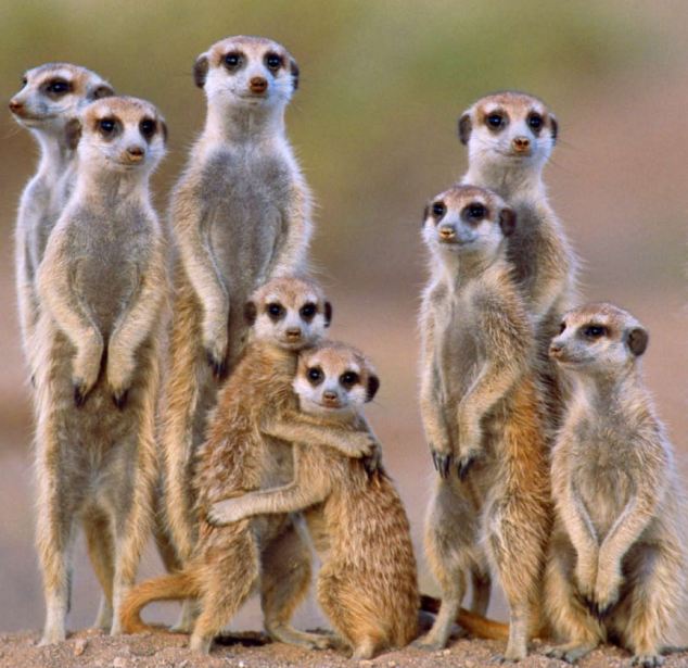 Meerkat photo 