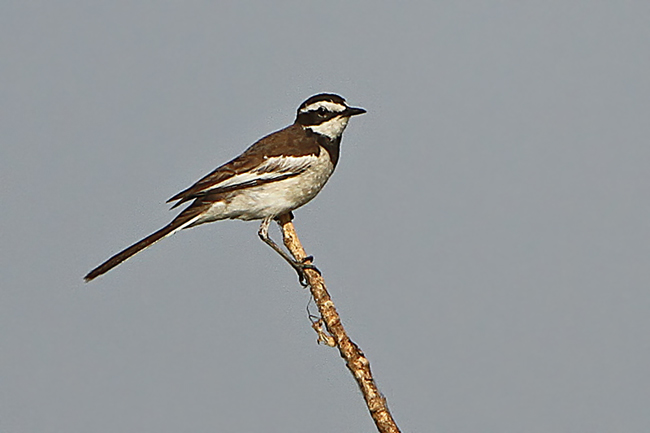 Mekong wagtail