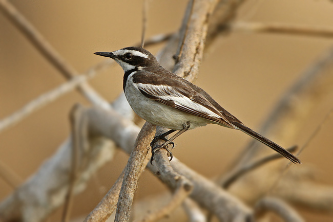 Pretty Mekong wagtail