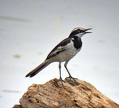 Pretty Mekong wagtail