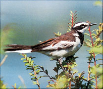 Pretty Mekong wagtail