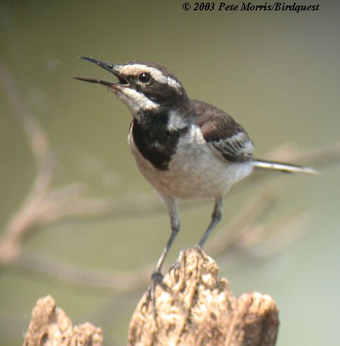Pretty Mekong wagtail
