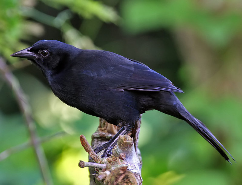 Melodious blackbird