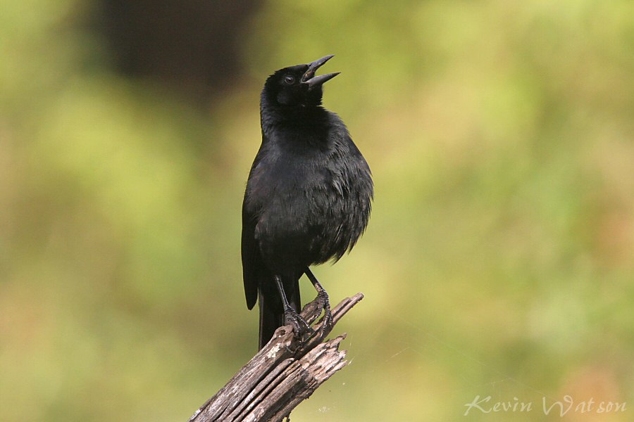Pretty Melodious blackbird