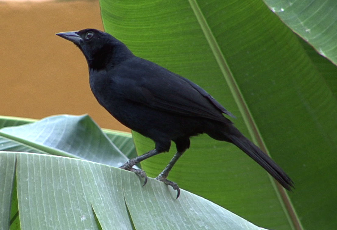 Pretty Melodious blackbird