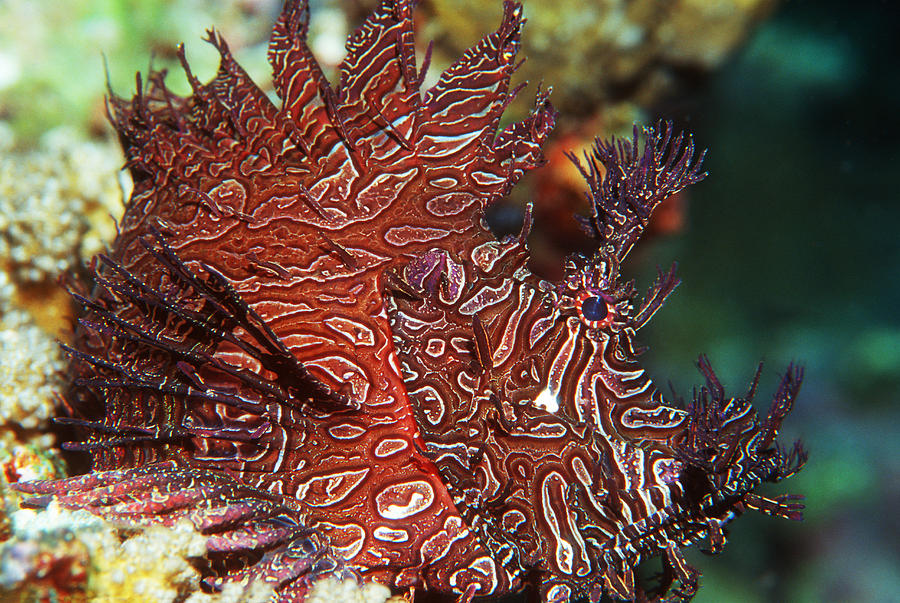 Merlet’s scorpionfish