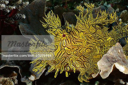 Pretty Merlet’s scorpionfish