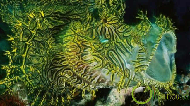 Pretty Merlet’s scorpionfish