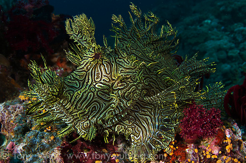 Pretty Merlet’s scorpionfish