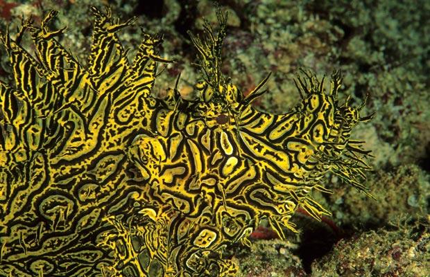 Pretty Merlet’s scorpionfish