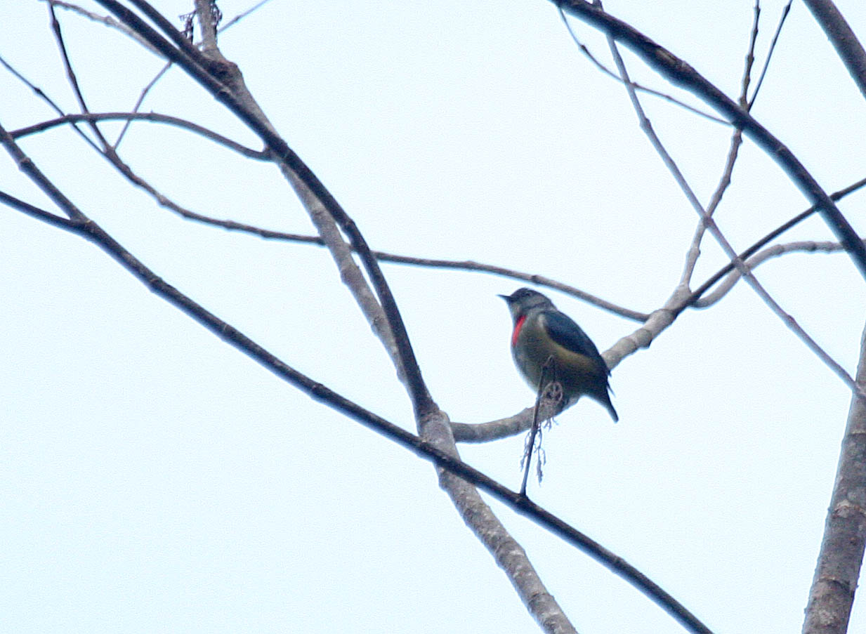 Midget flowerpecker
