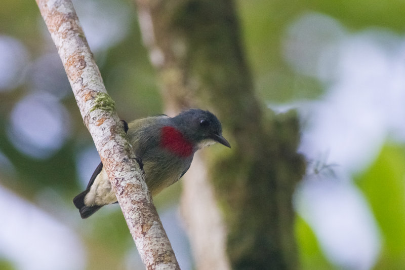 Pretty Midget flowerpecker