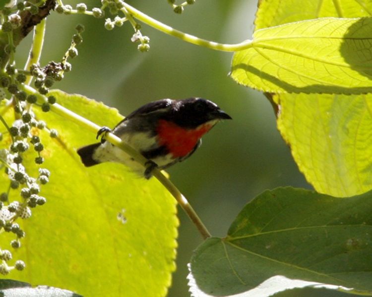 Pretty Midget flowerpecker