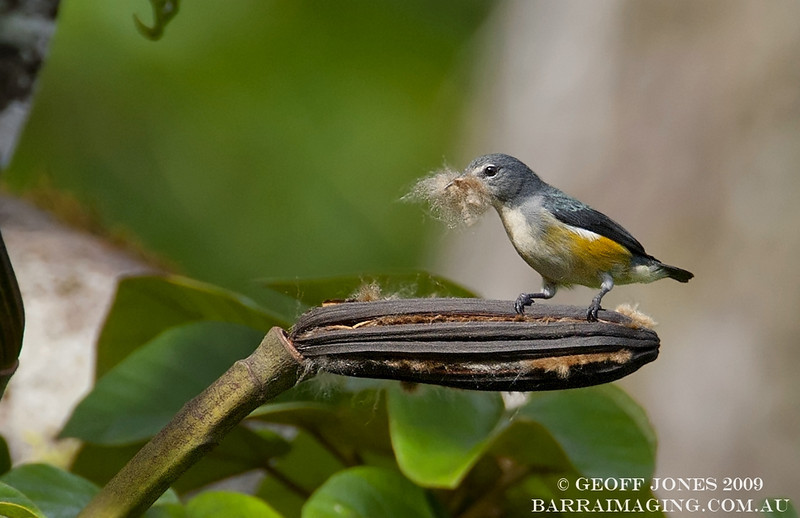 Pretty Midget flowerpecker