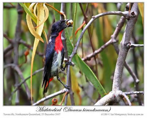 Pretty Midget flowerpecker