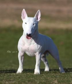 Miniature Bull Terrier - Dog Breed