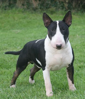 Nice Miniature Bull Terrier - Dog Breed